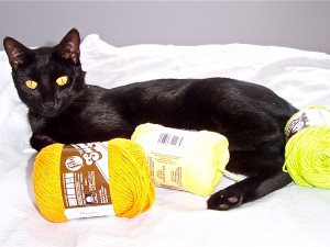 cat with yarn