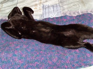 cat on a mat