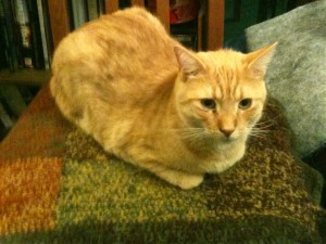 orange cat on knitted mat