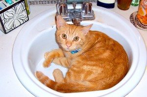 cat in the sink