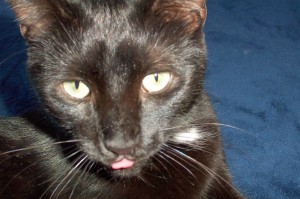 cat sticking out tongue