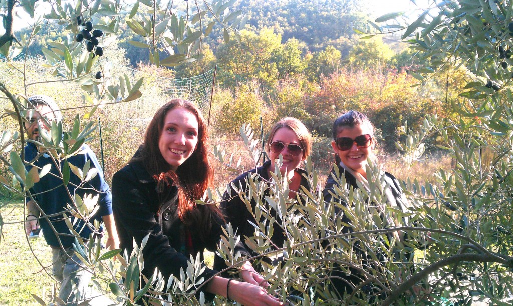 Caitlyn, Sarah, and Jessica picking olives in the grove