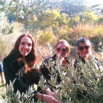 Caitlyn, Sarah, and Jessica picking olives in the grove