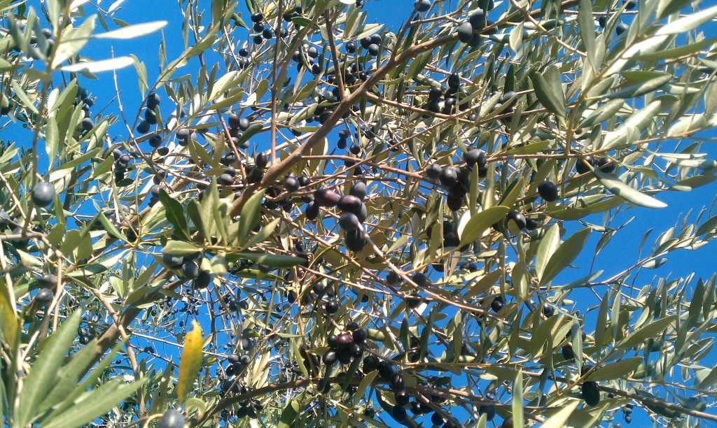 Clumps of Olives on a Tree