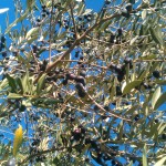 Clumps of Olives on a Tree