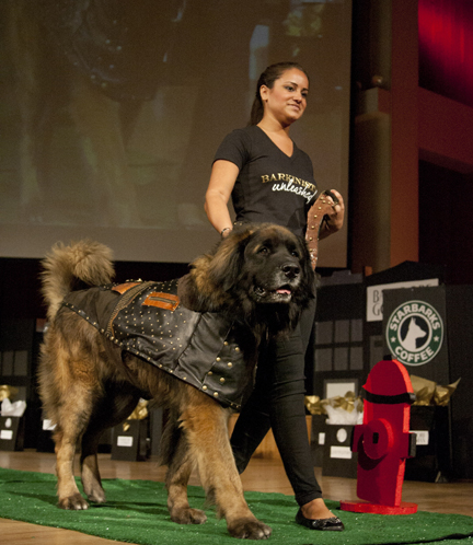 Chewee wearing Dawn Deisler