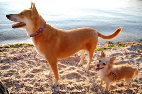 lucky and pippy profile