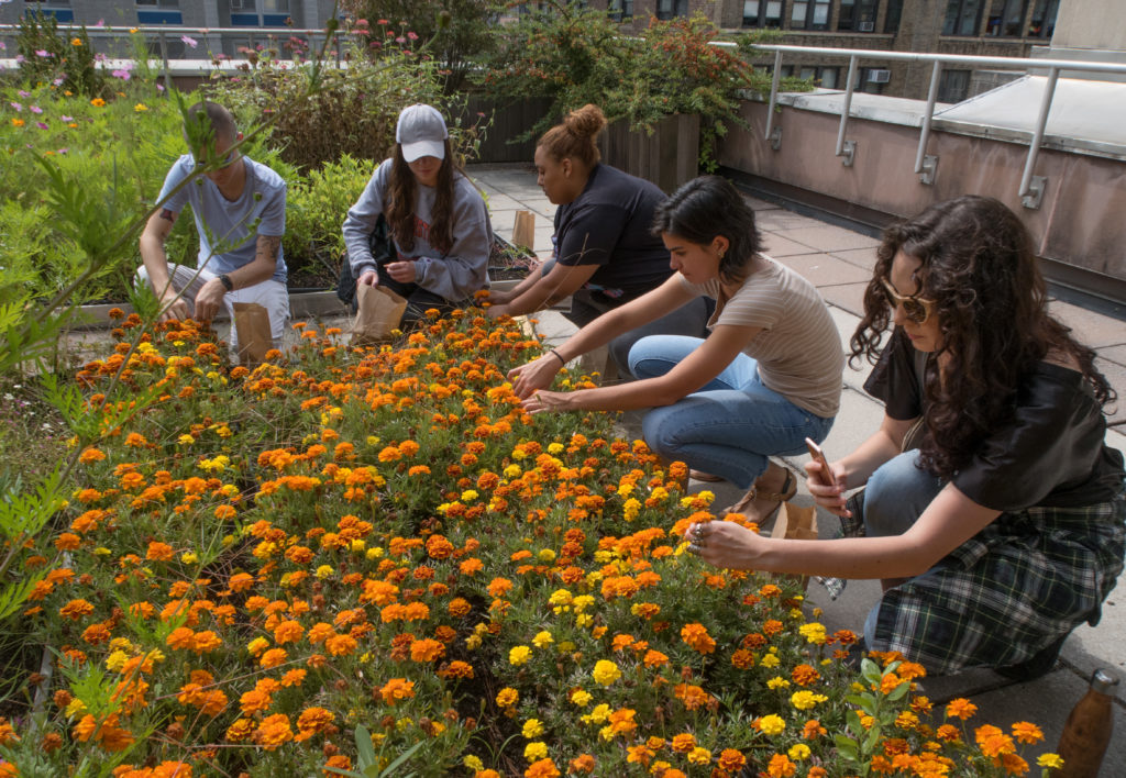 students harvest flowers from the dye garden