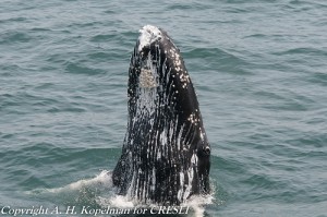 Young humpback while