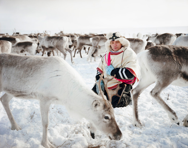 The  Sámi & The Reindeer