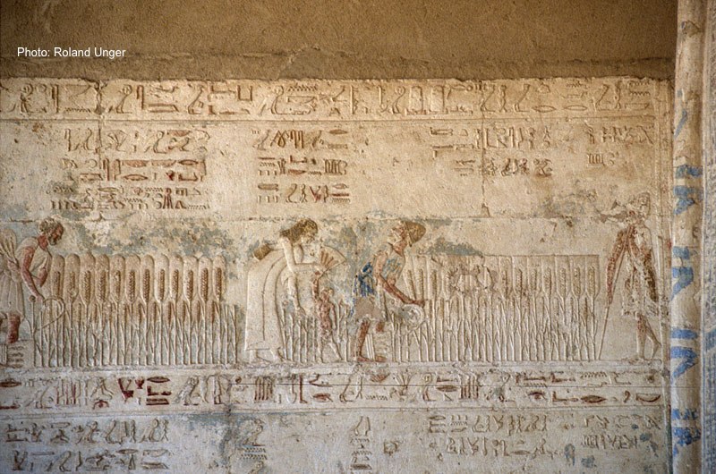 Harvesting linen in ancient Egypt