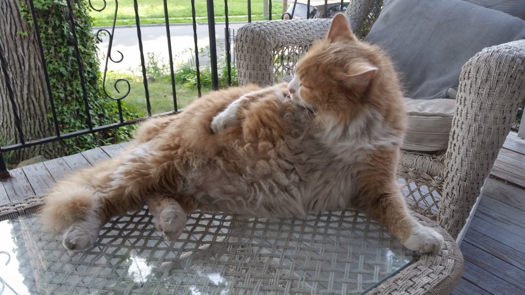 Large fluffy orange cat bathing himself