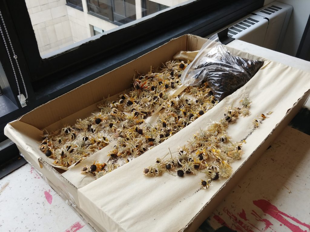 Camomile flowers drying for use as a dyestuff